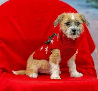 Enlarge Lucy, a Adoptable Border Terrier in Fremont, CA image 2/2
