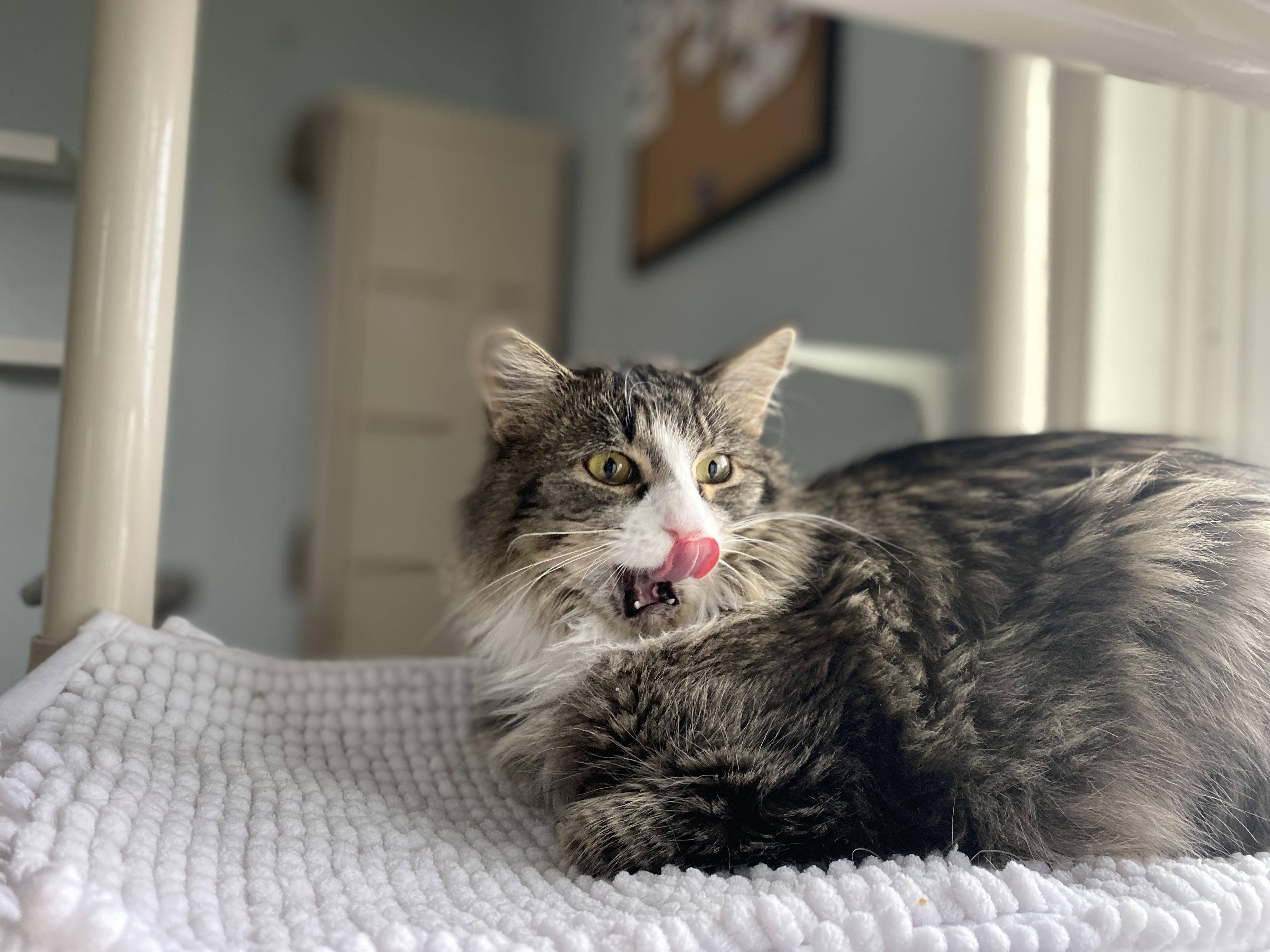 Enlarge Creme Brulee, a Adoptable Domestic Medium Hair in Salisbury, MA image 5/6