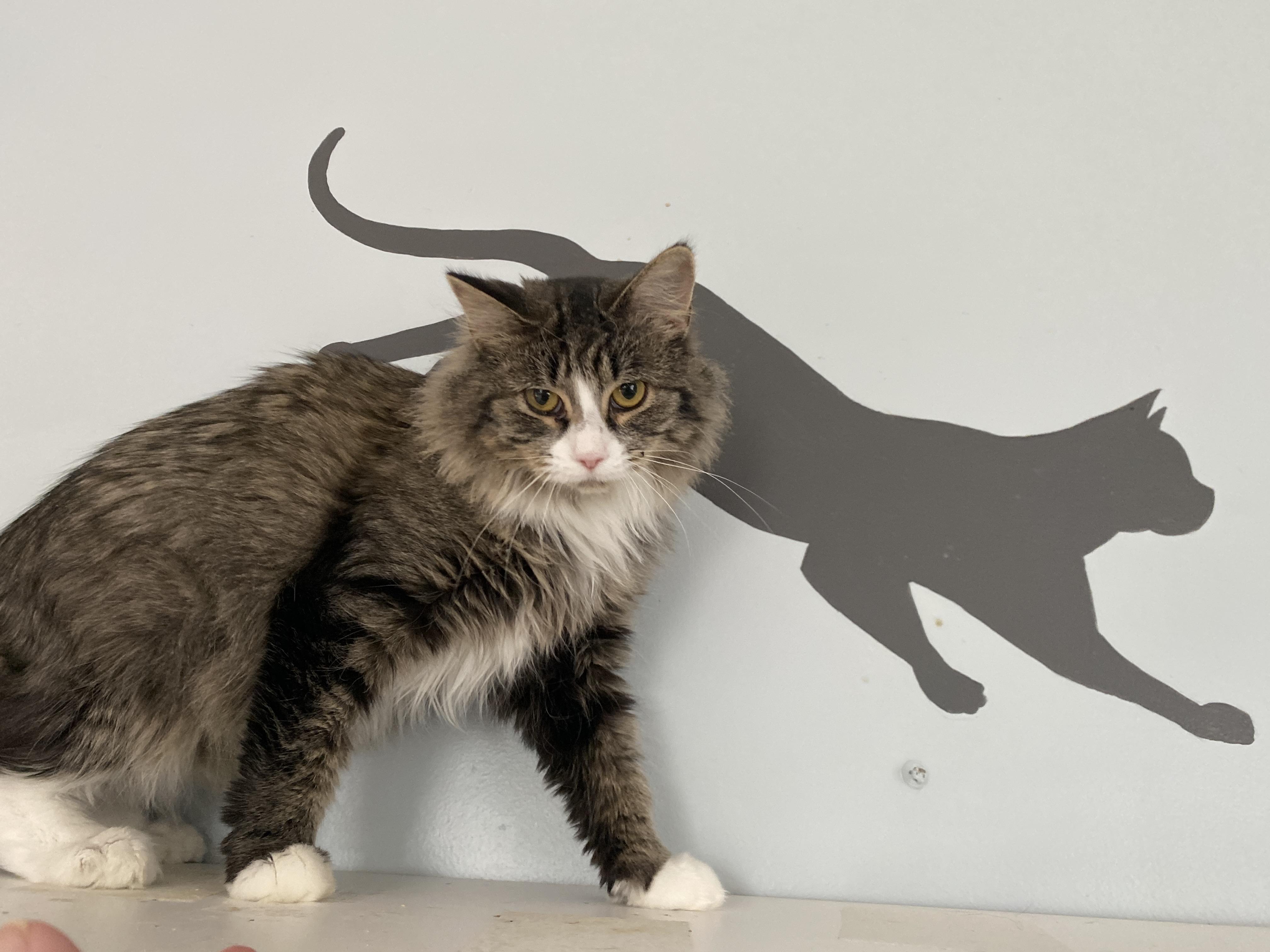 Creme Brulee, Adoptable, Adult Female Domestic Medium Hair.