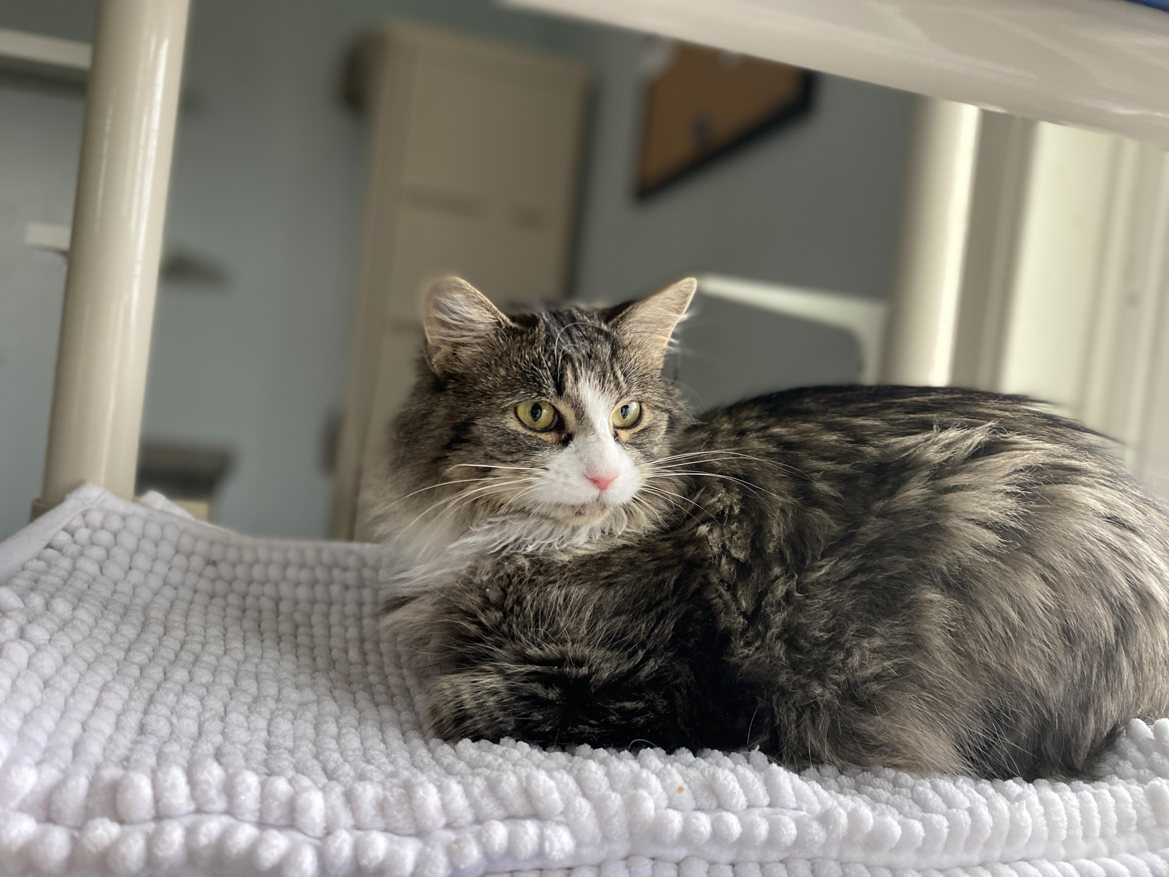 Enlarge Creme Brulee, a Adoptable Domestic Medium Hair in Salisbury, MA image 4/6