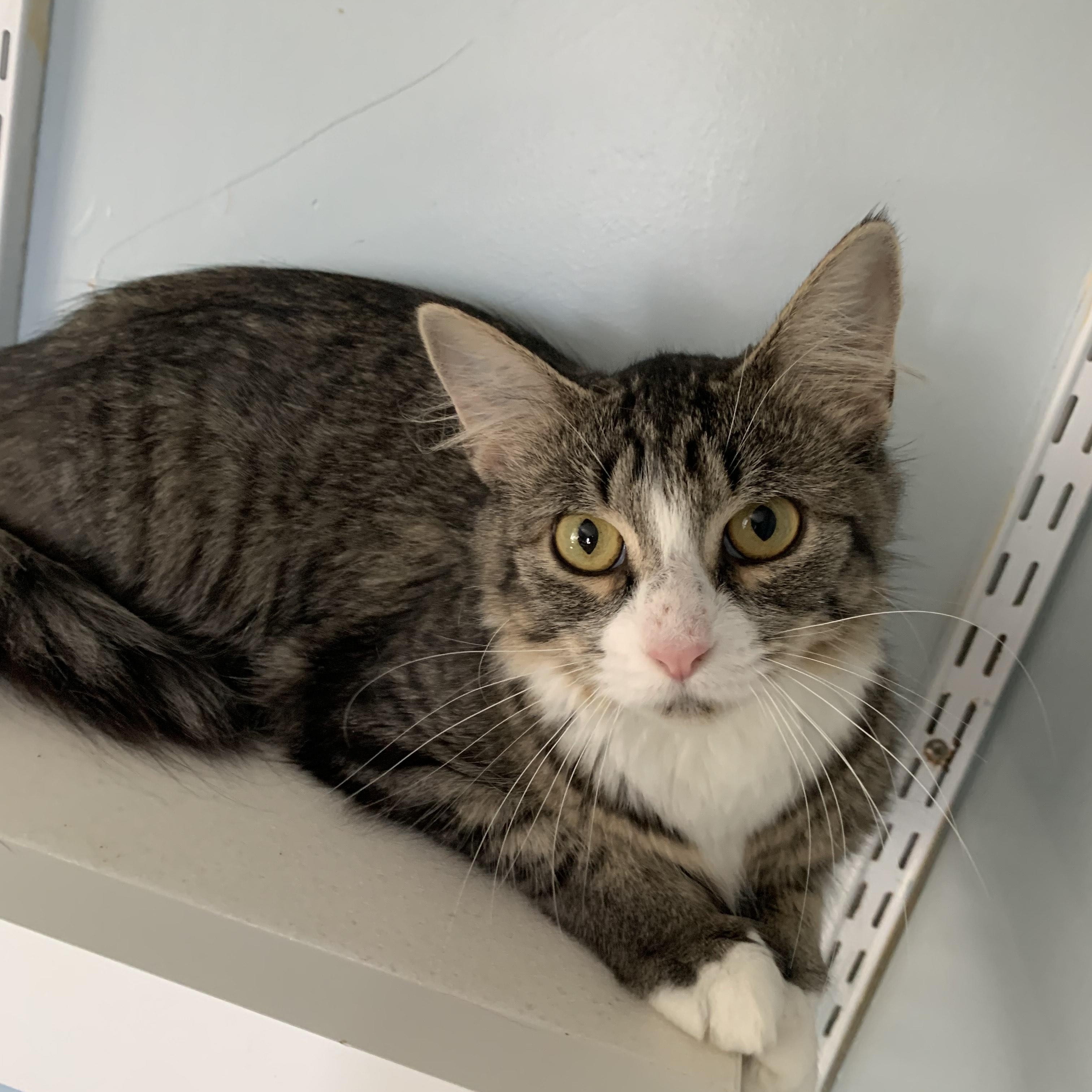 Creme Brulee, Adoptable, Adult Female Domestic Medium Hair.