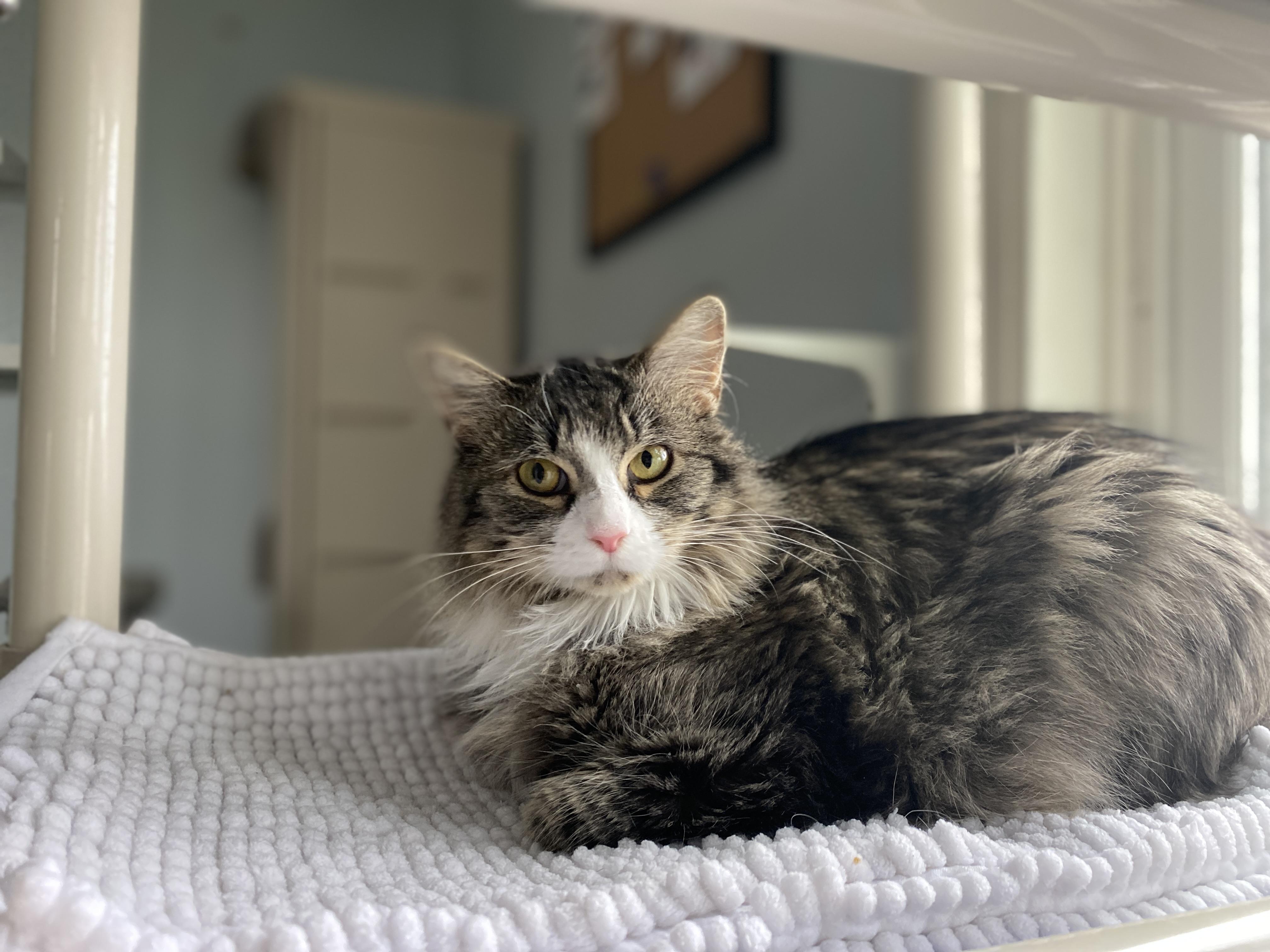 Creme Brulee thumbnail 4