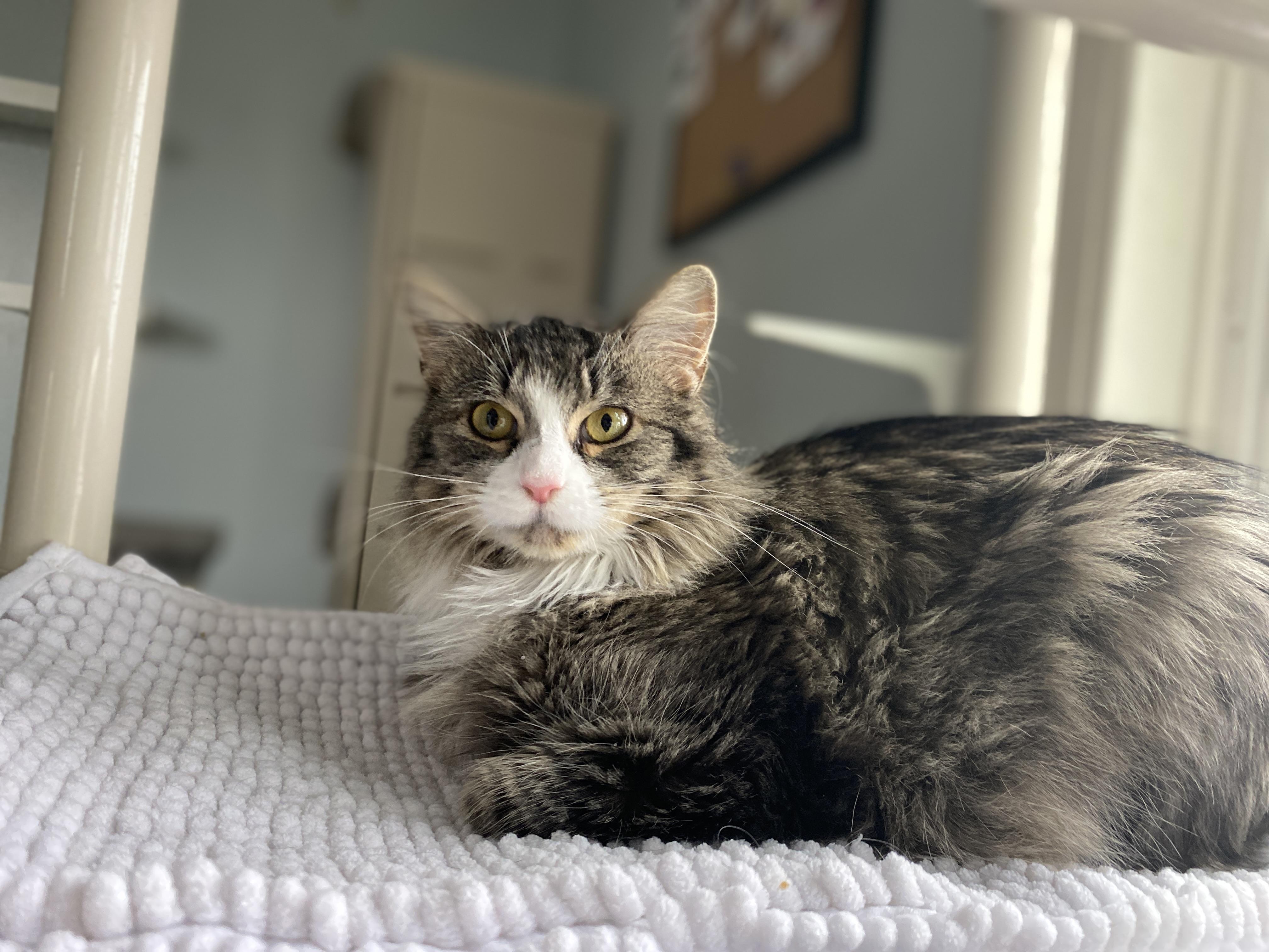 Enlarge Creme Brulee, a Adoptable Domestic Medium Hair in Salisbury, MA image 1/6