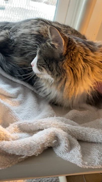 Enlarge Creme Brulee, a Adoptable Domestic Medium Hair in Salisbury, MA video 6/6