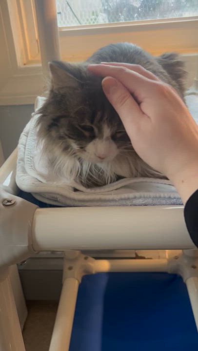 Enlarge Creme Brulee, a Adoptable Domestic Medium Hair in Salisbury, MA video 2/6