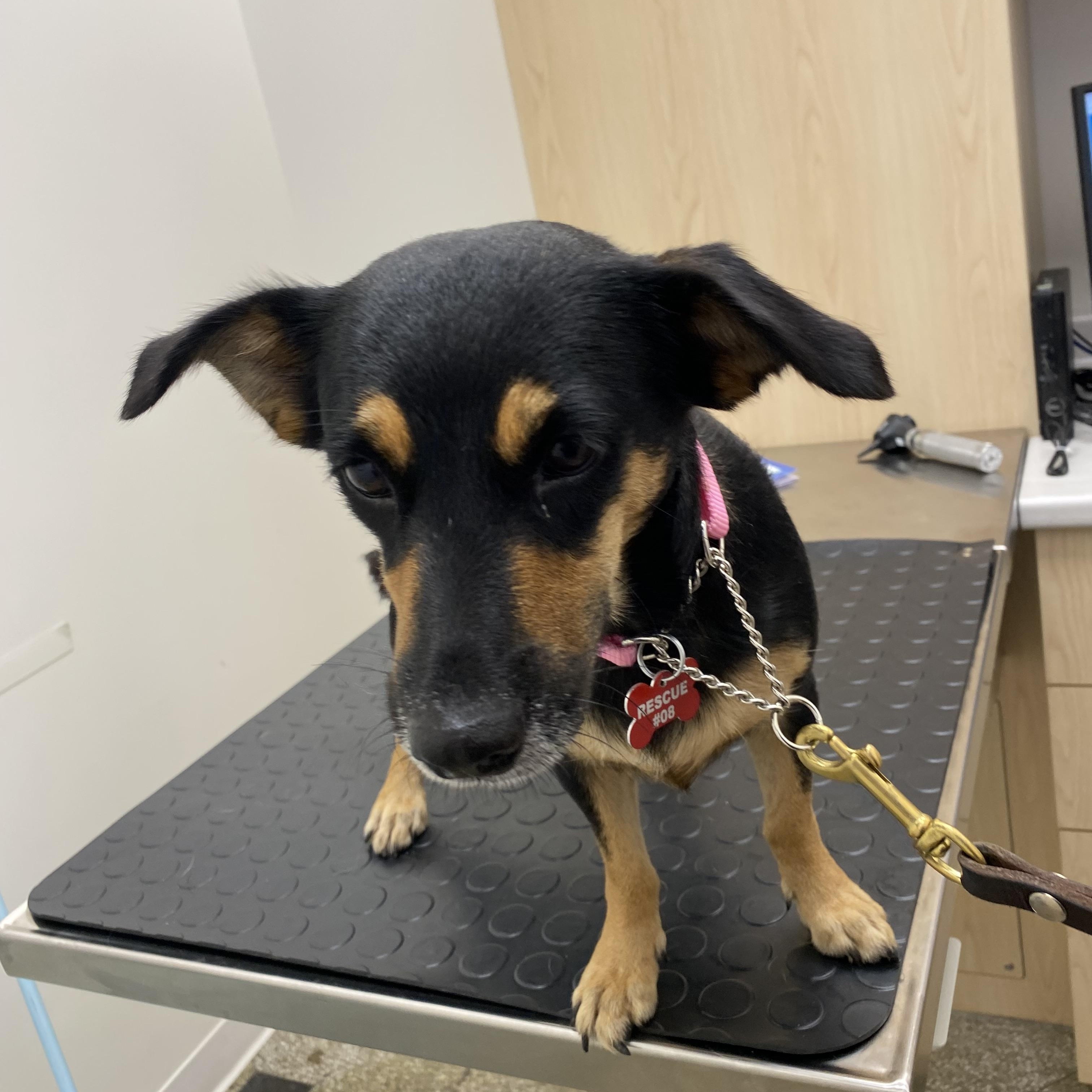Enlarge Annie - 15lbs of sweetness, a ADOPTABLE mixed breed in North York, ON image 5/5