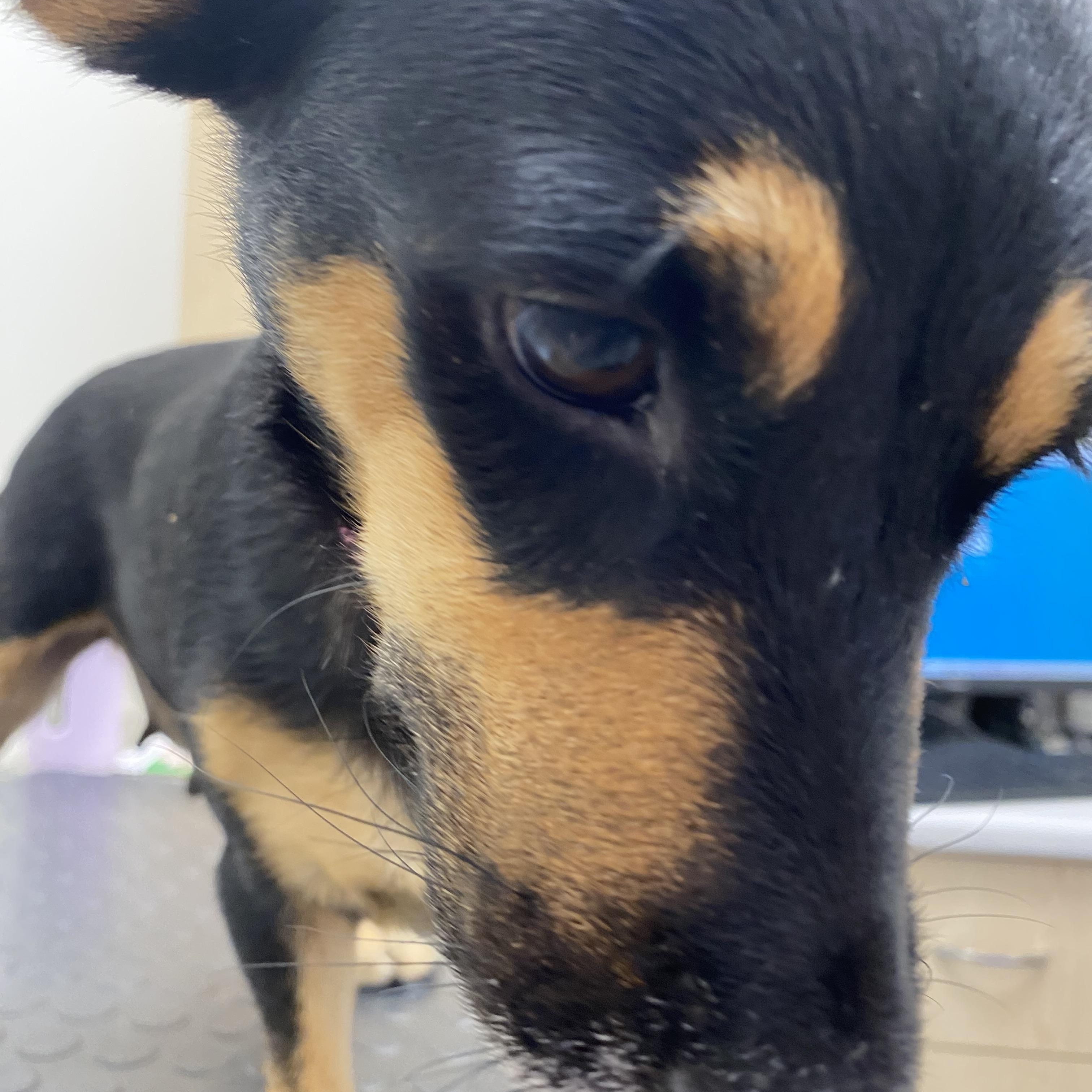 Annie - 15lbs of sweetness, ADOPTABLE, Young Female Miniature Pinscher & Dachshund.