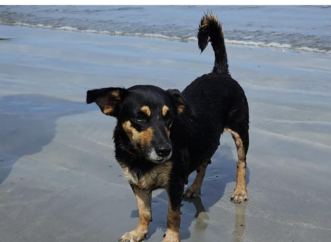 Enlarge Annie - 15lbs of sweetness, a ADOPTABLE mixed breed in North York, ON image 2/5