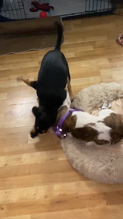 Enlarge Annie - 15lbs of sweetness, a ADOPTABLE mixed breed in North York, ON video 3/5