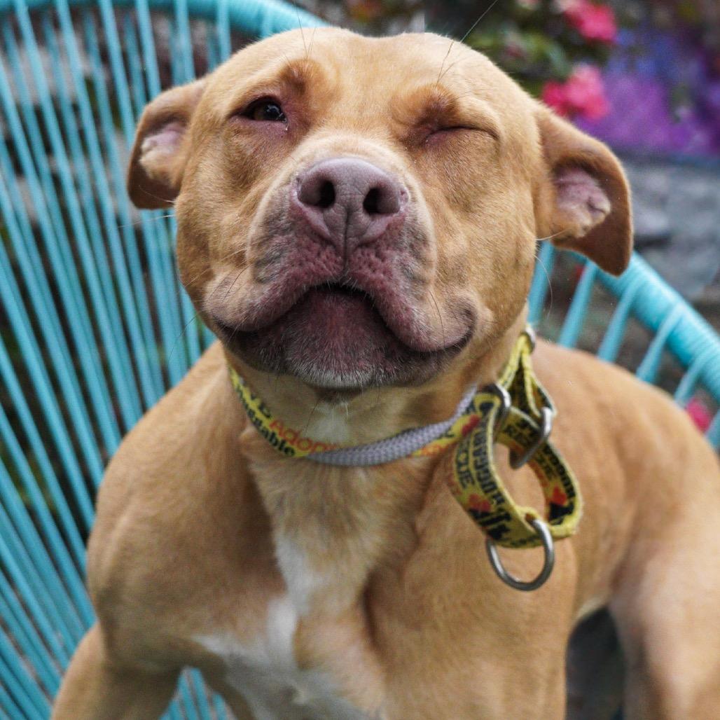 Starlight, Adoptable, Adult Female Pit Bull Terrier.