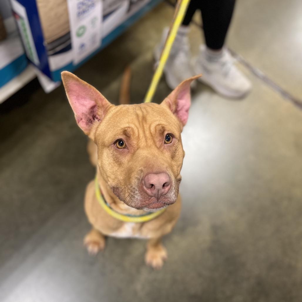 Enlarge Starlight, a Adoptable Pit Bull Terrier in Northbrook, IL image 2/6