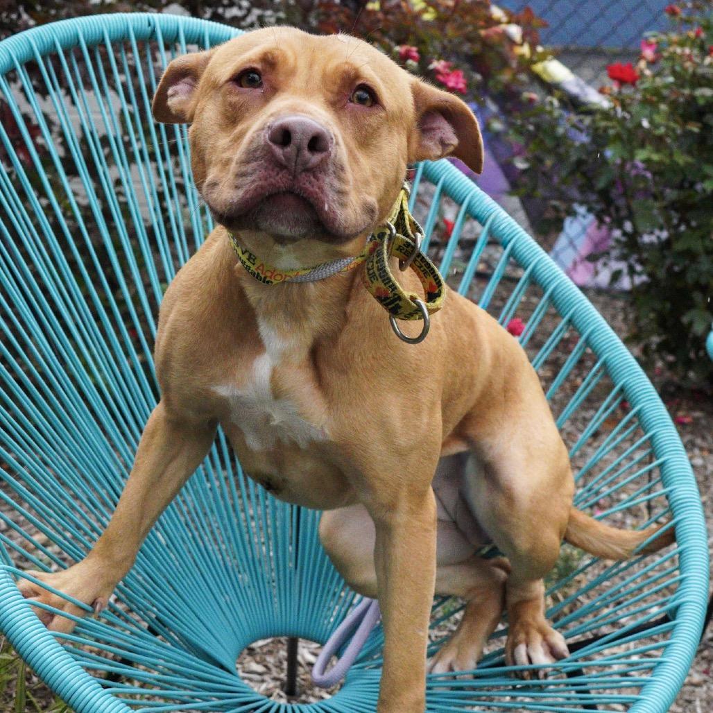 Enlarge Starlight, a Adoptable Pit Bull Terrier in Northbrook, IL image 4/6