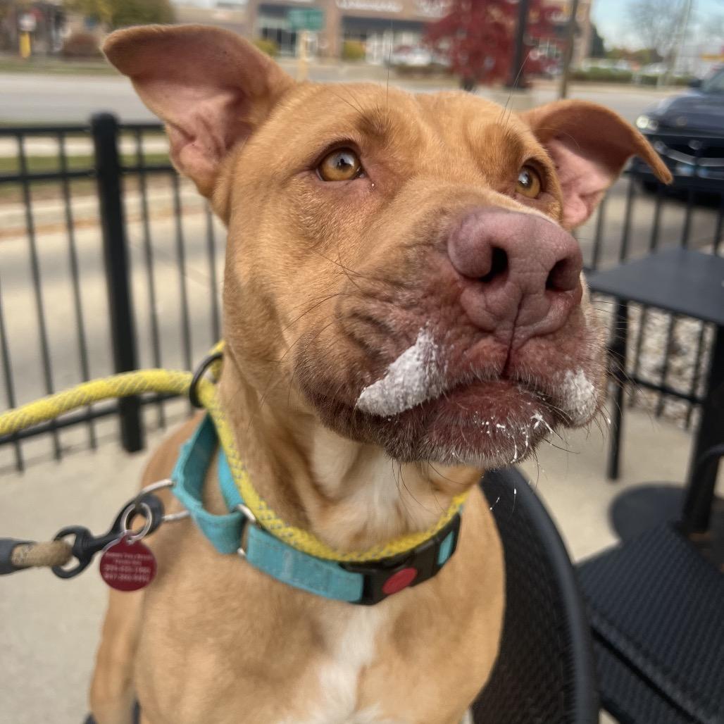 Enlarge Starlight, a Adoptable Pit Bull Terrier in Northbrook, IL image 5/6