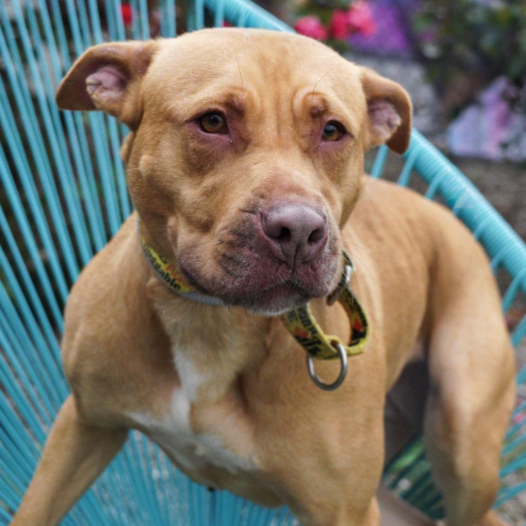 Enlarge Starlight, a Adoptable Pit Bull Terrier in Northbrook, IL image 6/6