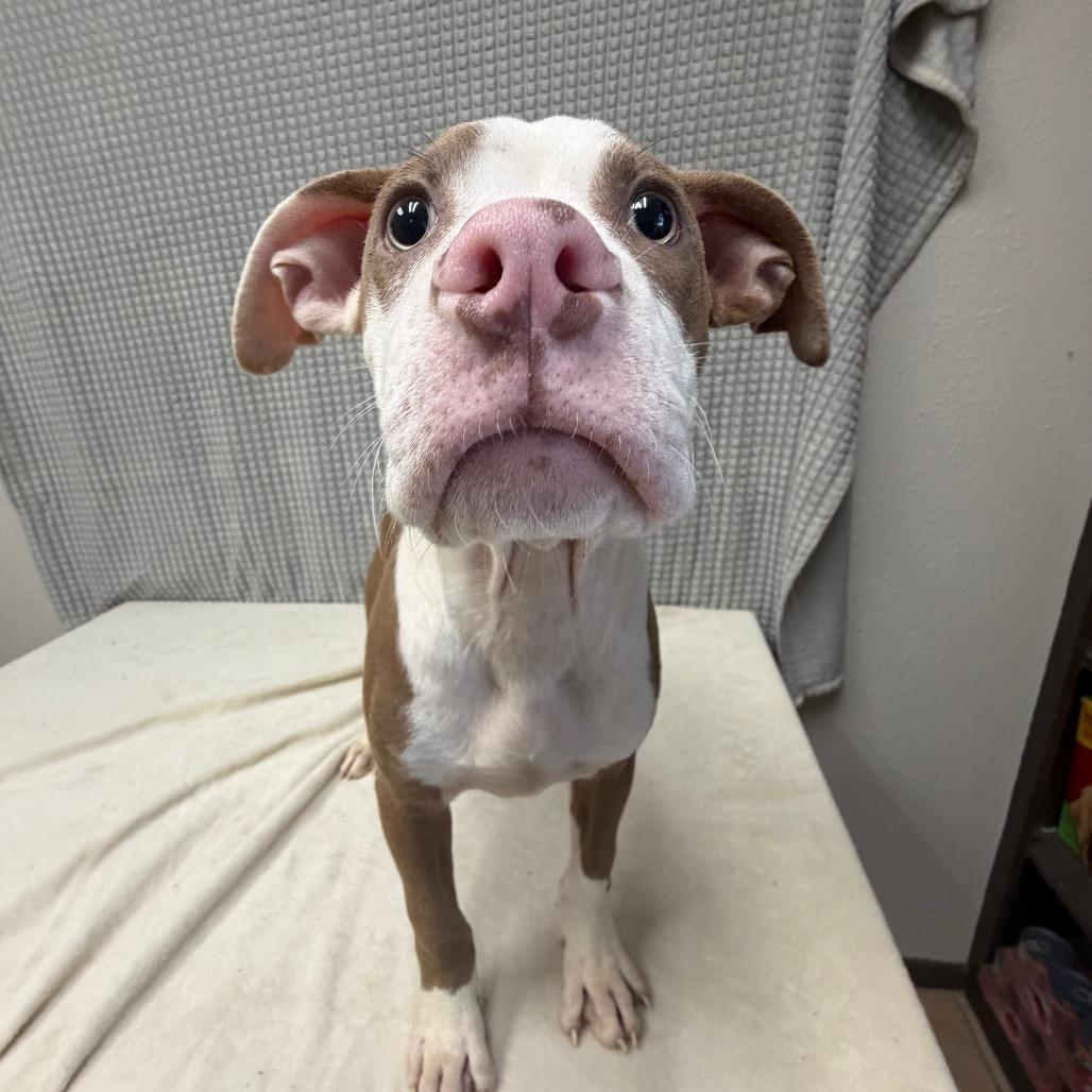 Hedgehog, a Adoptable Pit Bull Terrier in Bryan, TX image 1/3