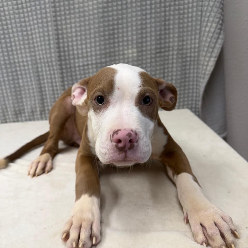 Hedgehog, a Adoptable Pit Bull Terrier in Bryan, TX image 2/3
