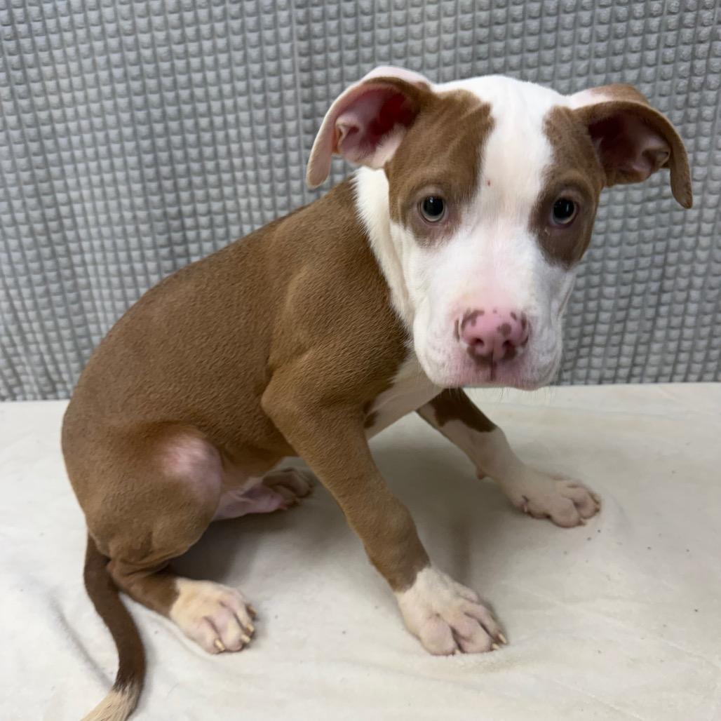 Hedgehog, a Adoptable Pit Bull Terrier in Bryan, TX image 3/3