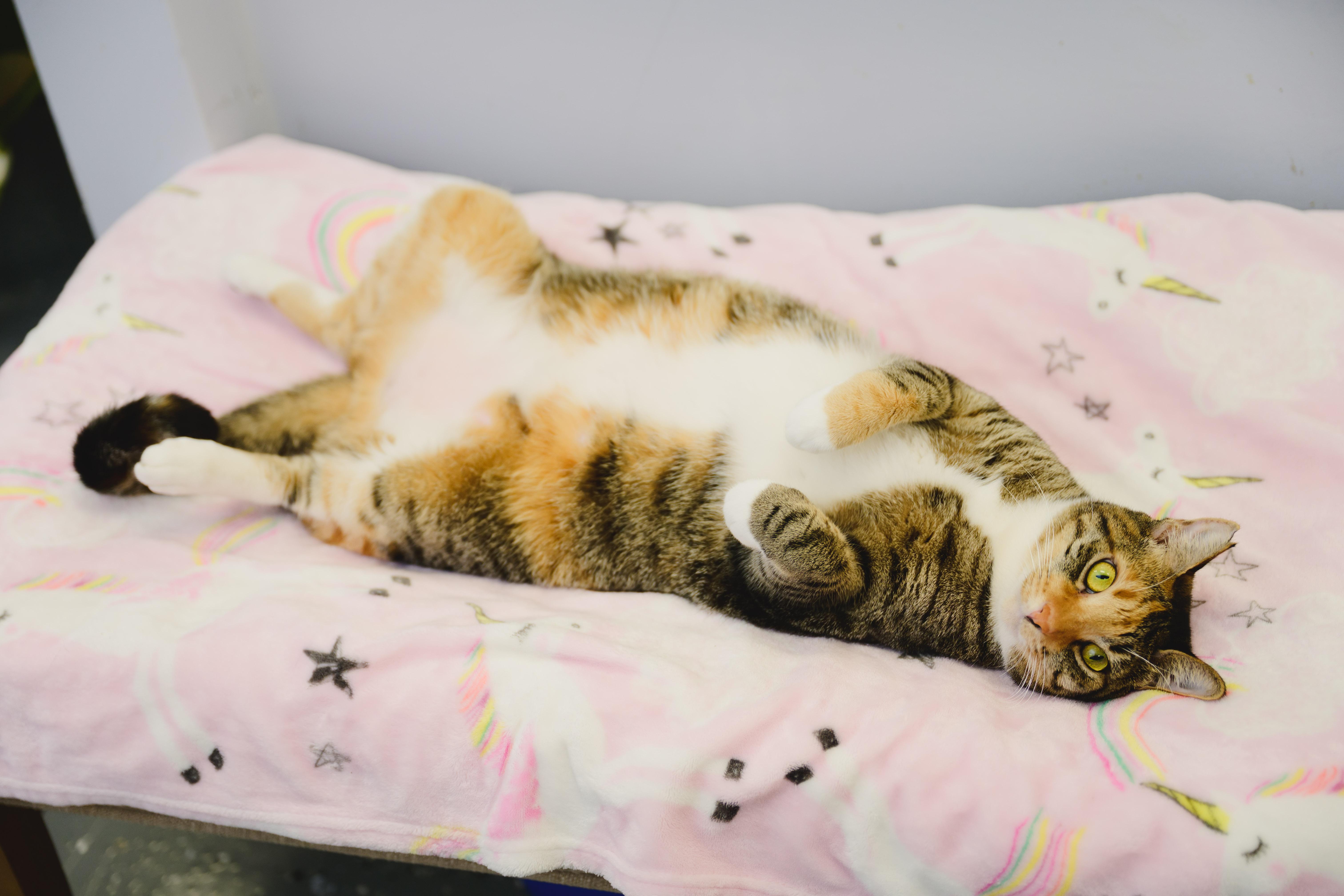 Enlarge Tiramisu, a Adoptable Domestic Short Hair in Honolulu, HI image 1/6