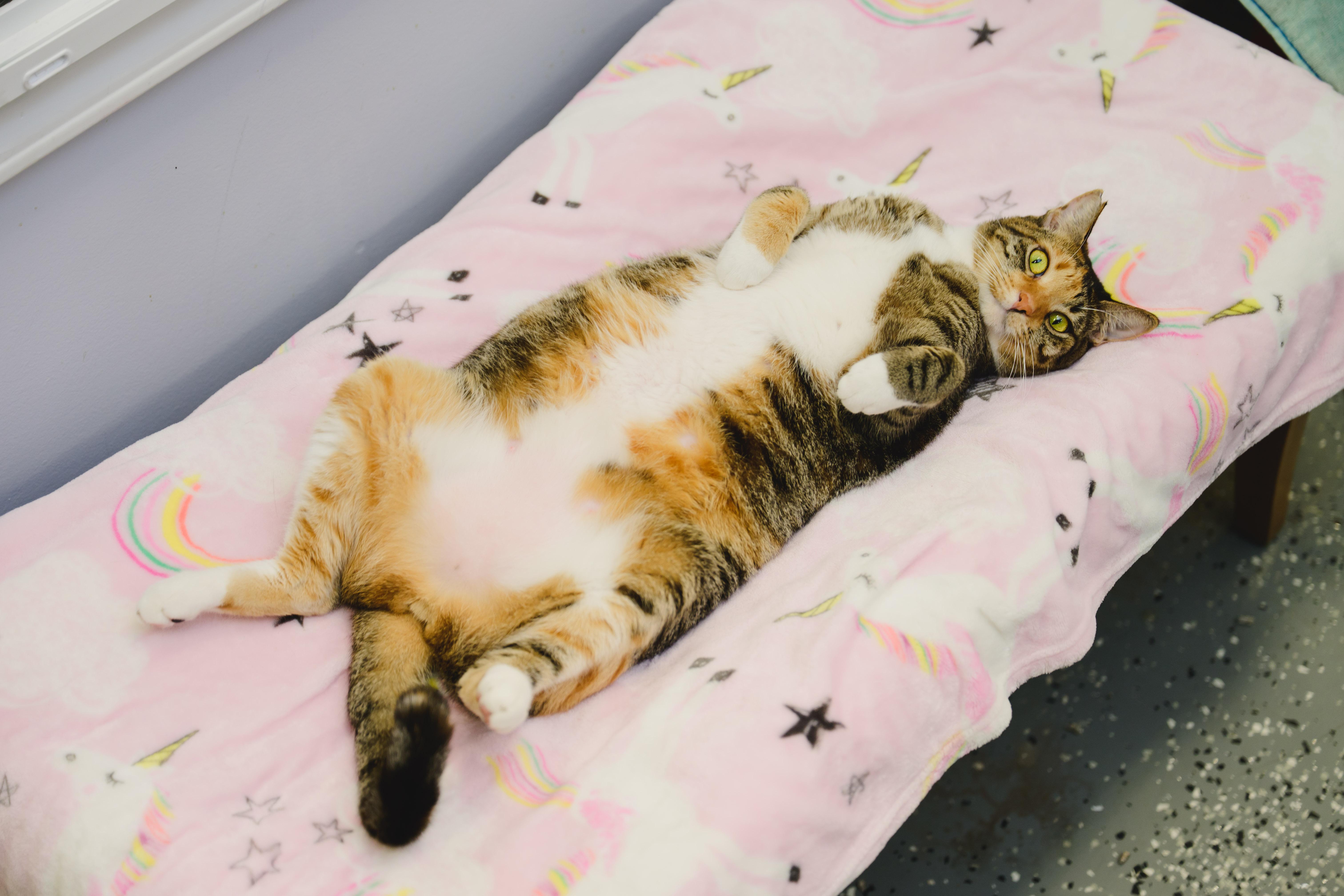 Enlarge Tiramisu, a Adoptable Domestic Short Hair in Honolulu, HI image 2/6