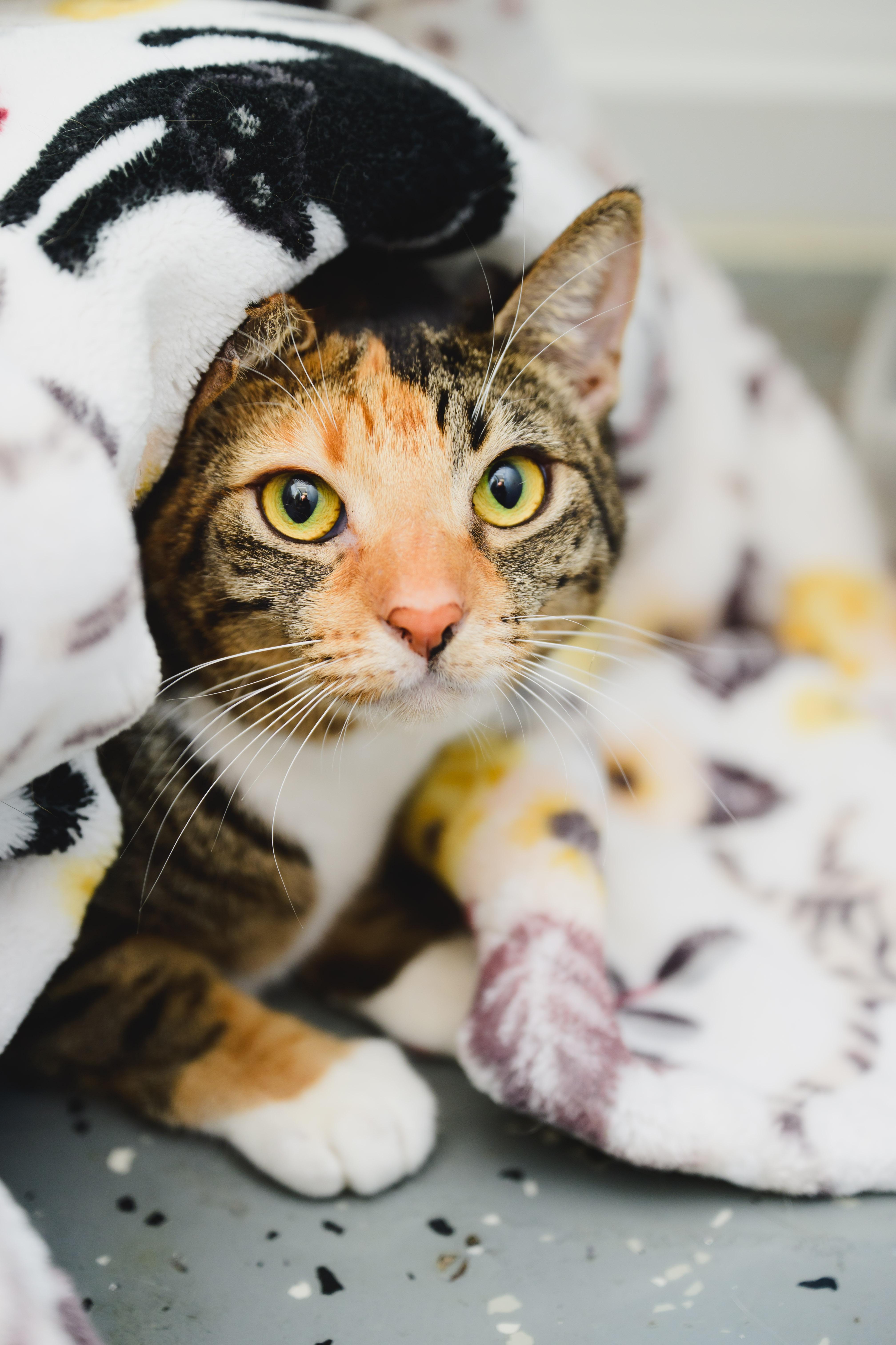 Enlarge Tiramisu, a Adoptable Domestic Short Hair in Honolulu, HI image 3/6