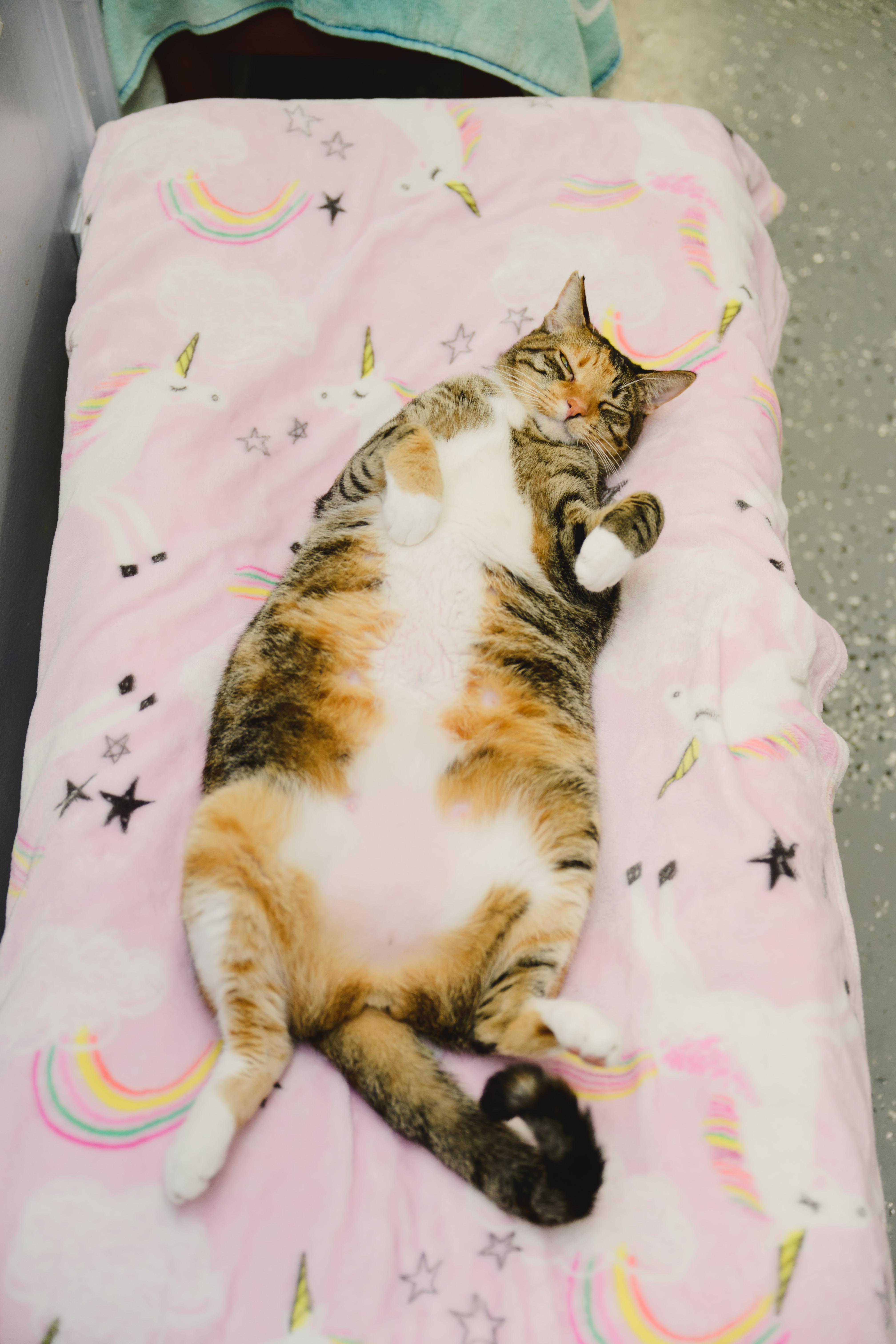 Enlarge Tiramisu, a Adoptable Domestic Short Hair in Honolulu, HI image 4/6