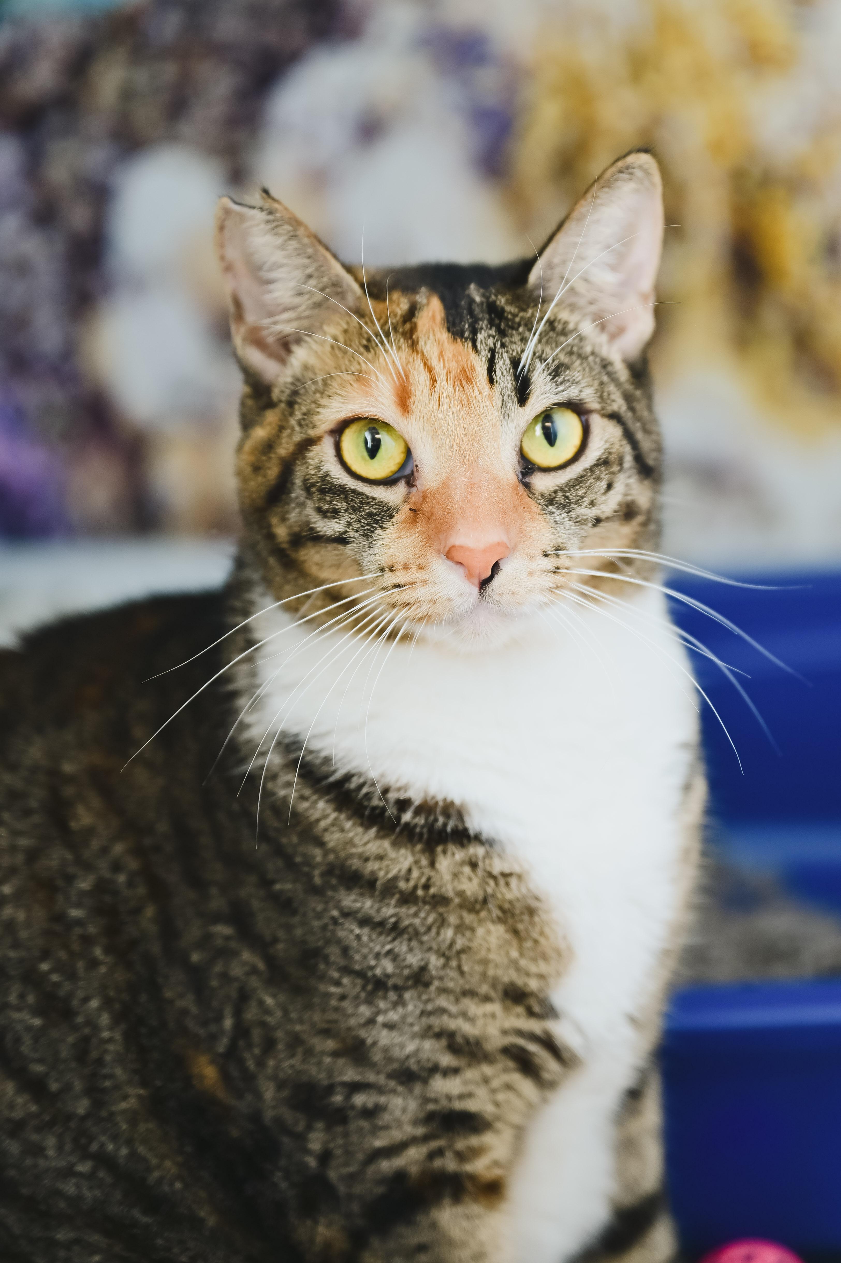 Enlarge Tiramisu, a Adoptable Domestic Short Hair in Honolulu, HI image 5/6