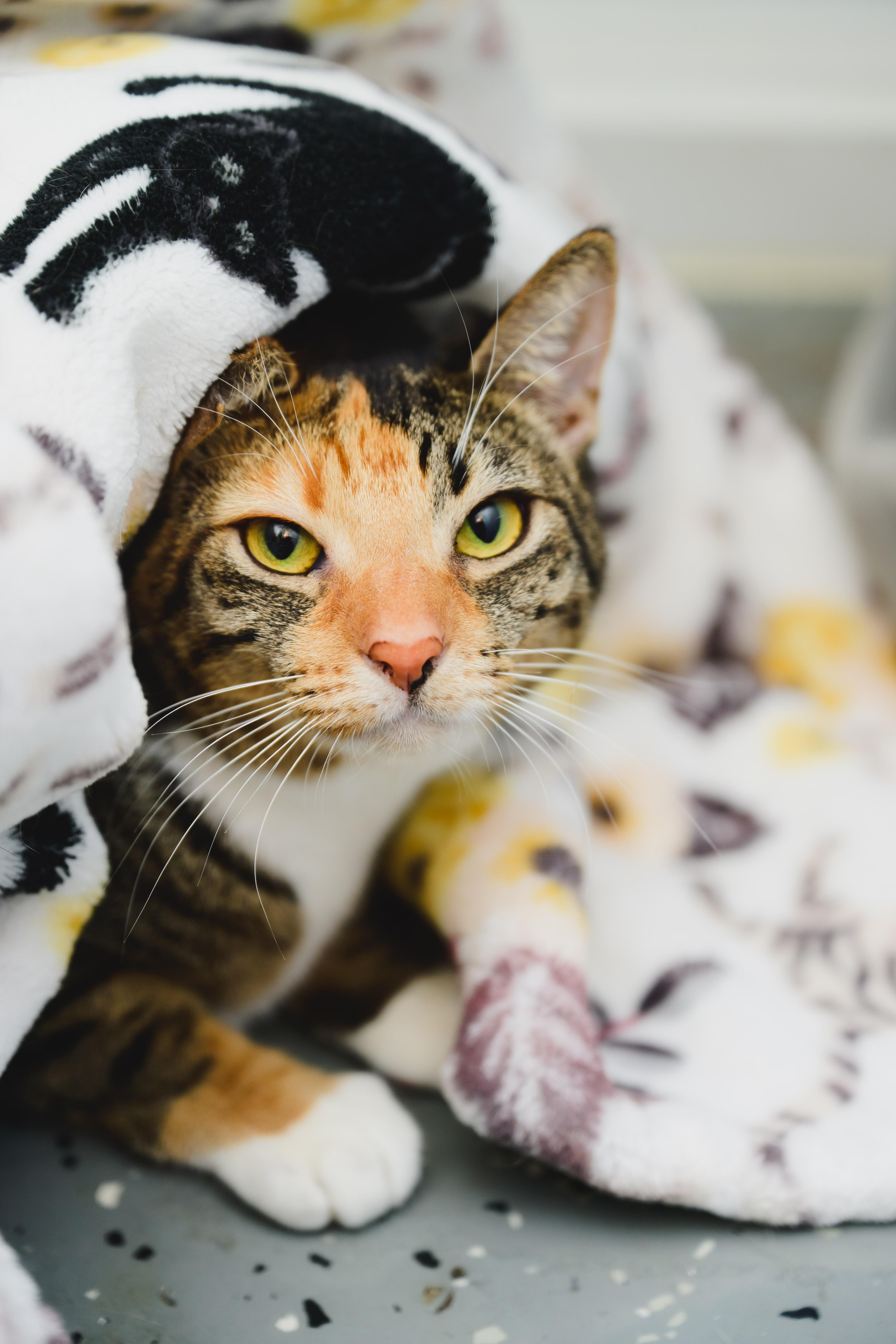 Enlarge Tiramisu, a Adoptable Domestic Short Hair in Honolulu, HI image 6/6