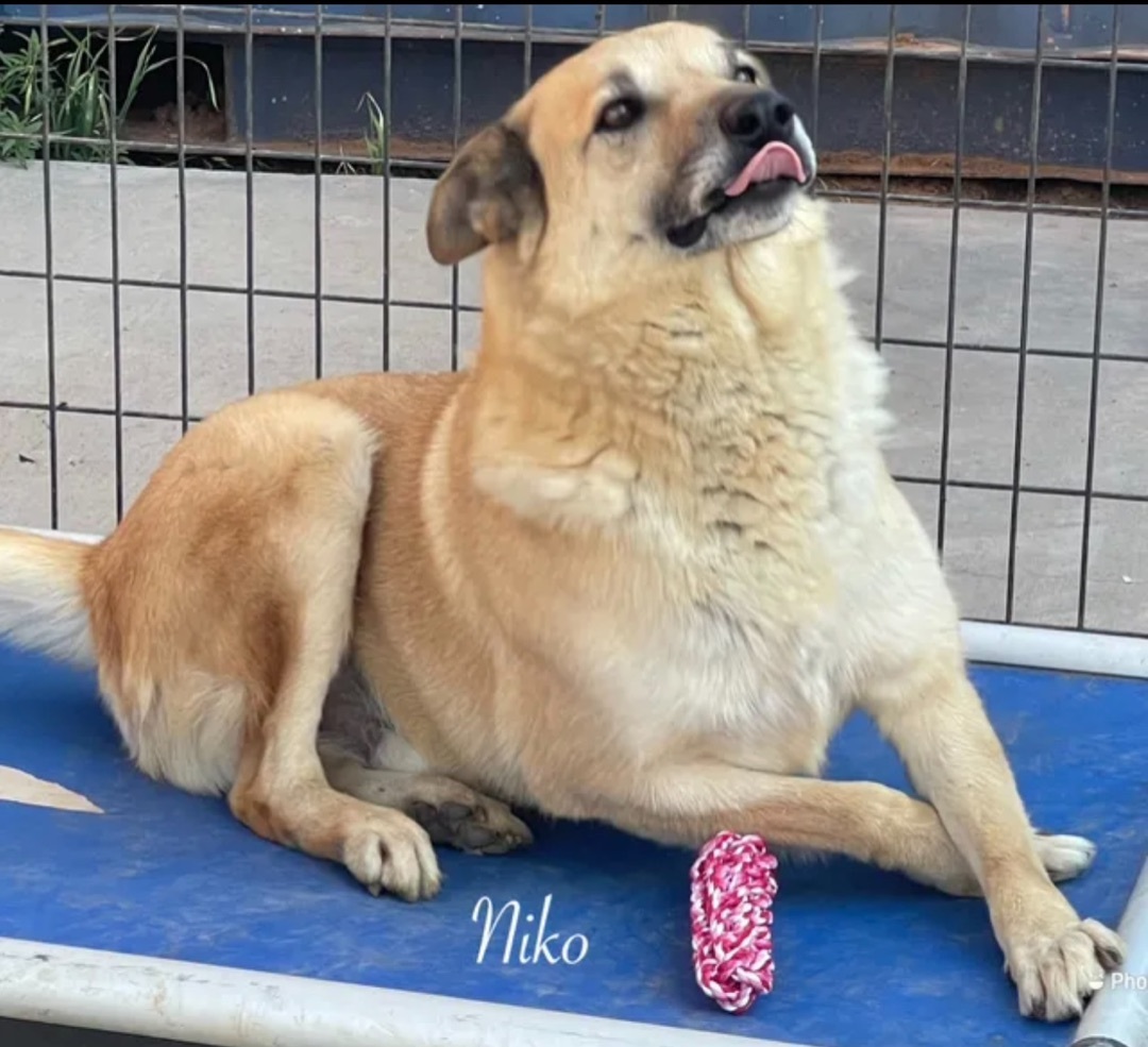 Niko , an adoptable Anatolian Shepherd Mix in Canyon, TX_image-1