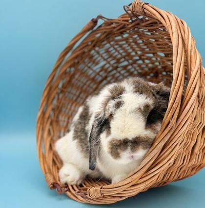 Enlarge Boo  is simply the sweetest bun around!  Only 5 lbs!  VIDEO!, a ADOPTABLE mixed breed in Bedford Hills, NY image 2/3