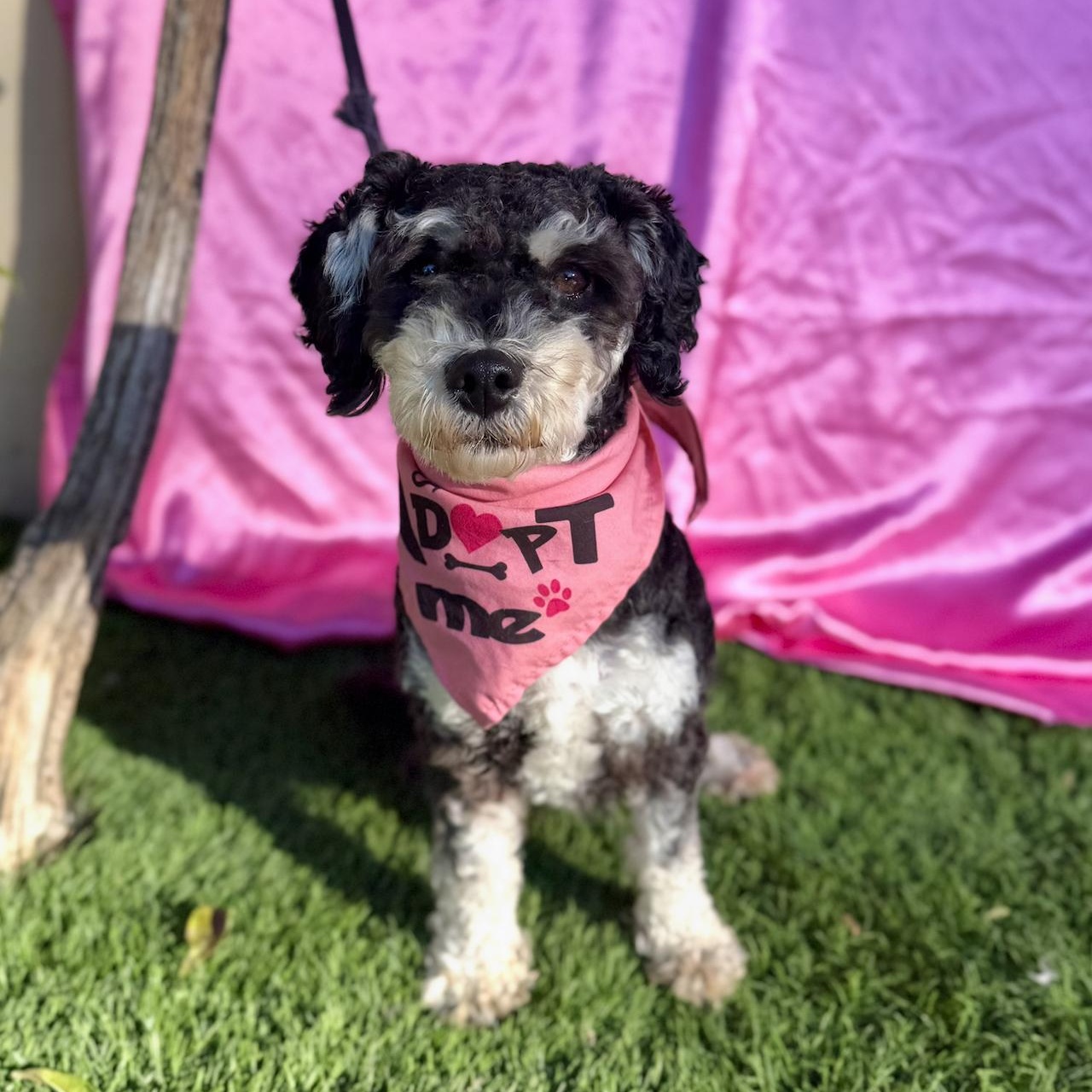 Enlarge MAISEY, an adopted mixed breed in Rowland Heights, CA image 4/6