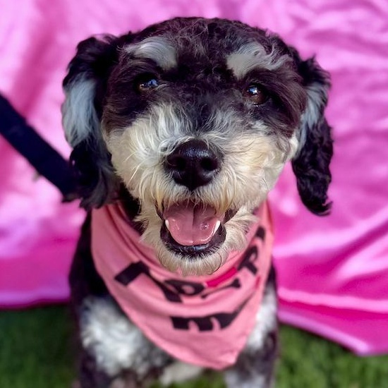 MAISEY, adopted, Young Female Miniature Poodle & Dachshund.