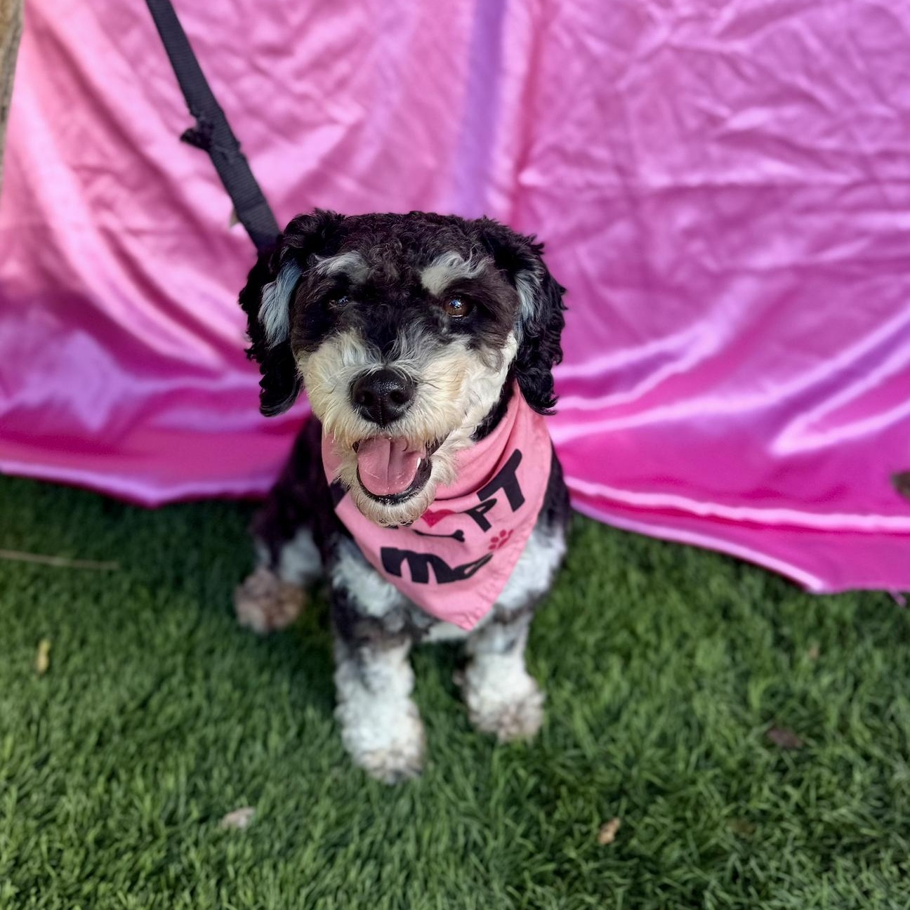 Enlarge MAISEY, an adopted mixed breed in Rowland Heights, CA image 5/6