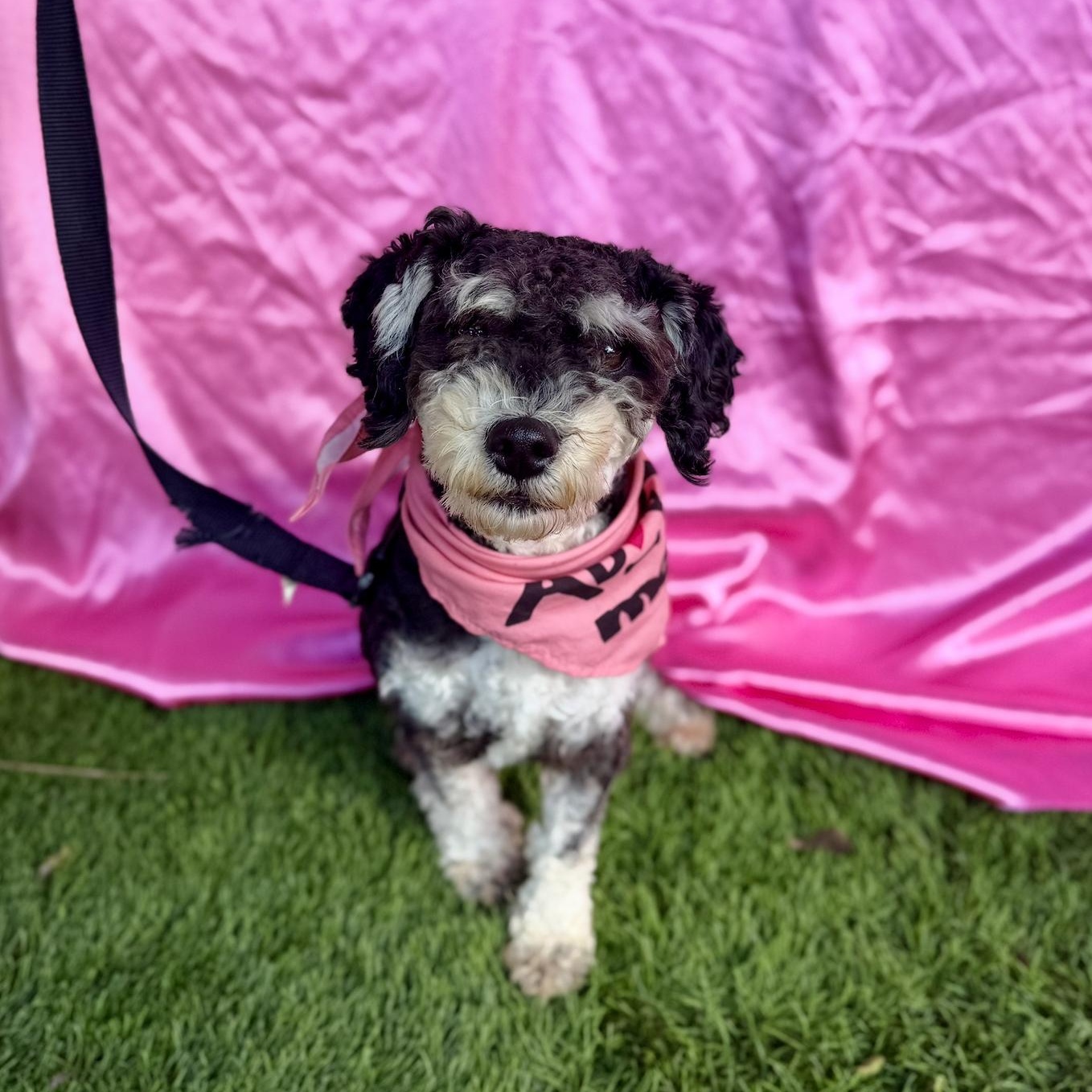 Enlarge MAISEY, an adopted mixed breed in Rowland Heights, CA image 6/6