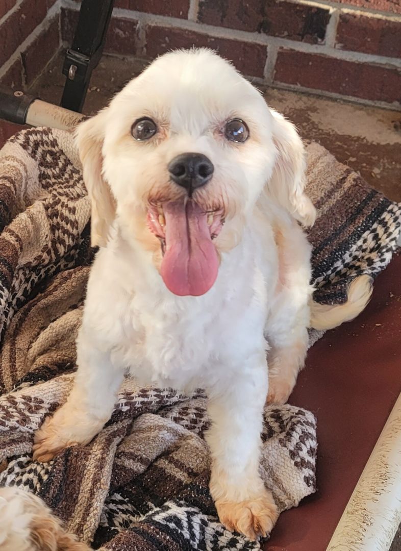 Enlarge Avery, a Adopted Cavachon in Chattanooga, TN image 1/4