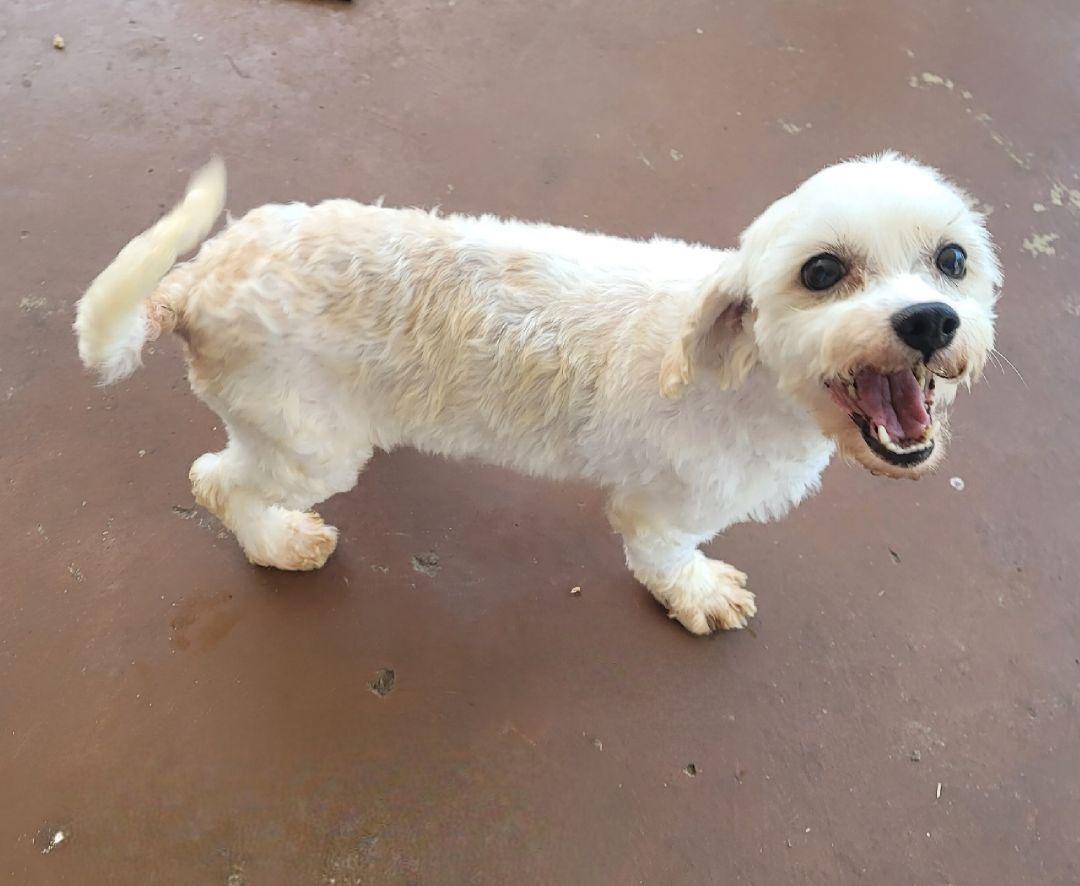 Enlarge Avery, a Adopted Cavachon in Chattanooga, TN image 2/4