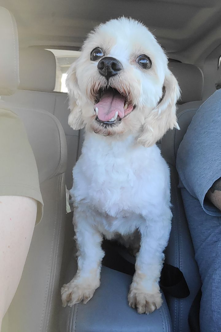 Enlarge Avery, a Adopted Cavachon in Chattanooga, TN image 3/4