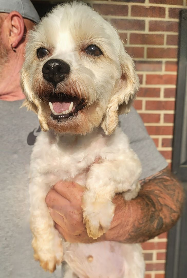 Enlarge Avery, a Adopted Cavachon in Chattanooga, TN image 4/4