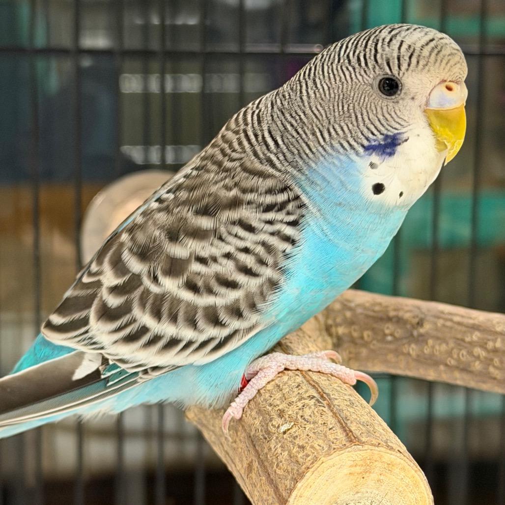 Blue, Adoptable, Baby Female Parakeet (Other).