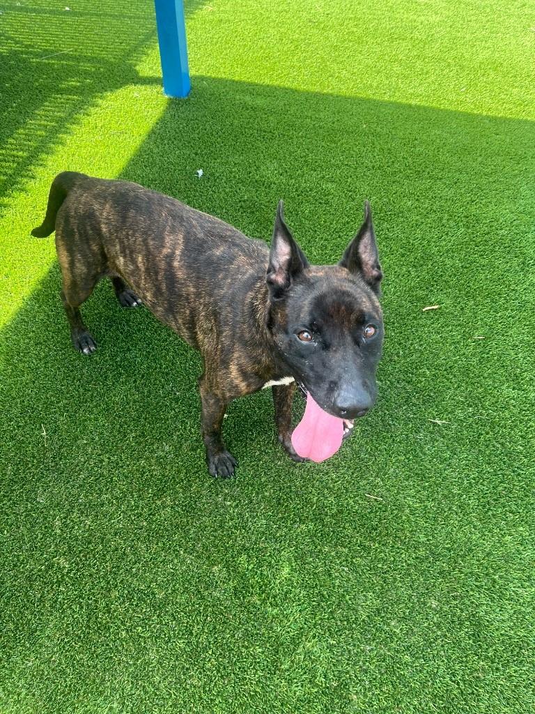 Enlarge Emilee, a Adoptable Dutch Shepherd in Boca Raton, FL image 1/1
