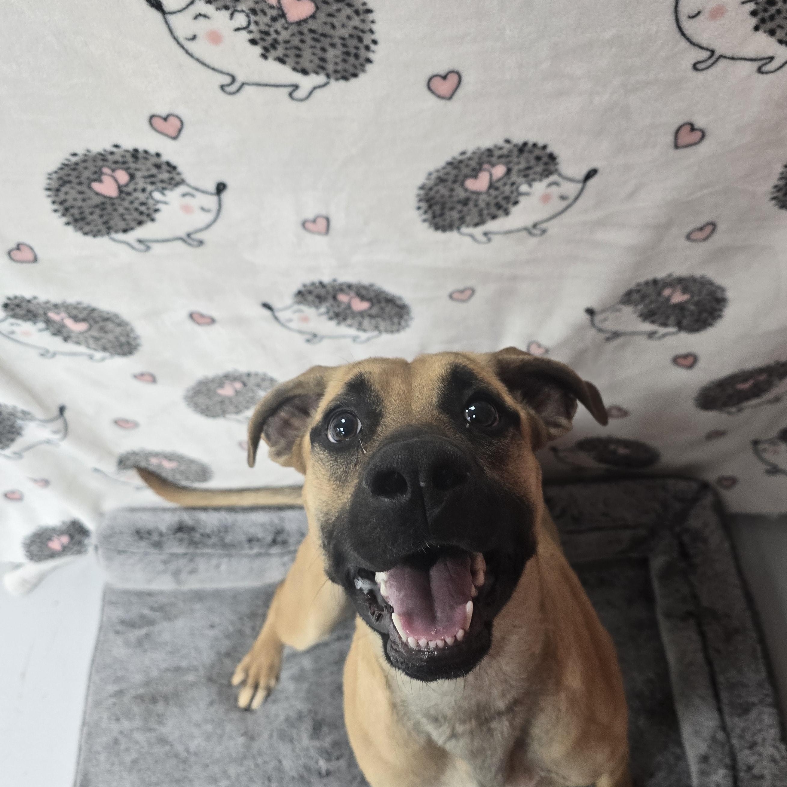Enlarge Cora-vette, a ADOPTABLE Black Mouth Cur in Huntsville, AL image 1/1