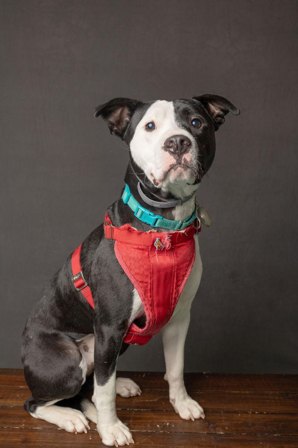 Espiga, Adopted, Adult Male Pit Bull Terrier.