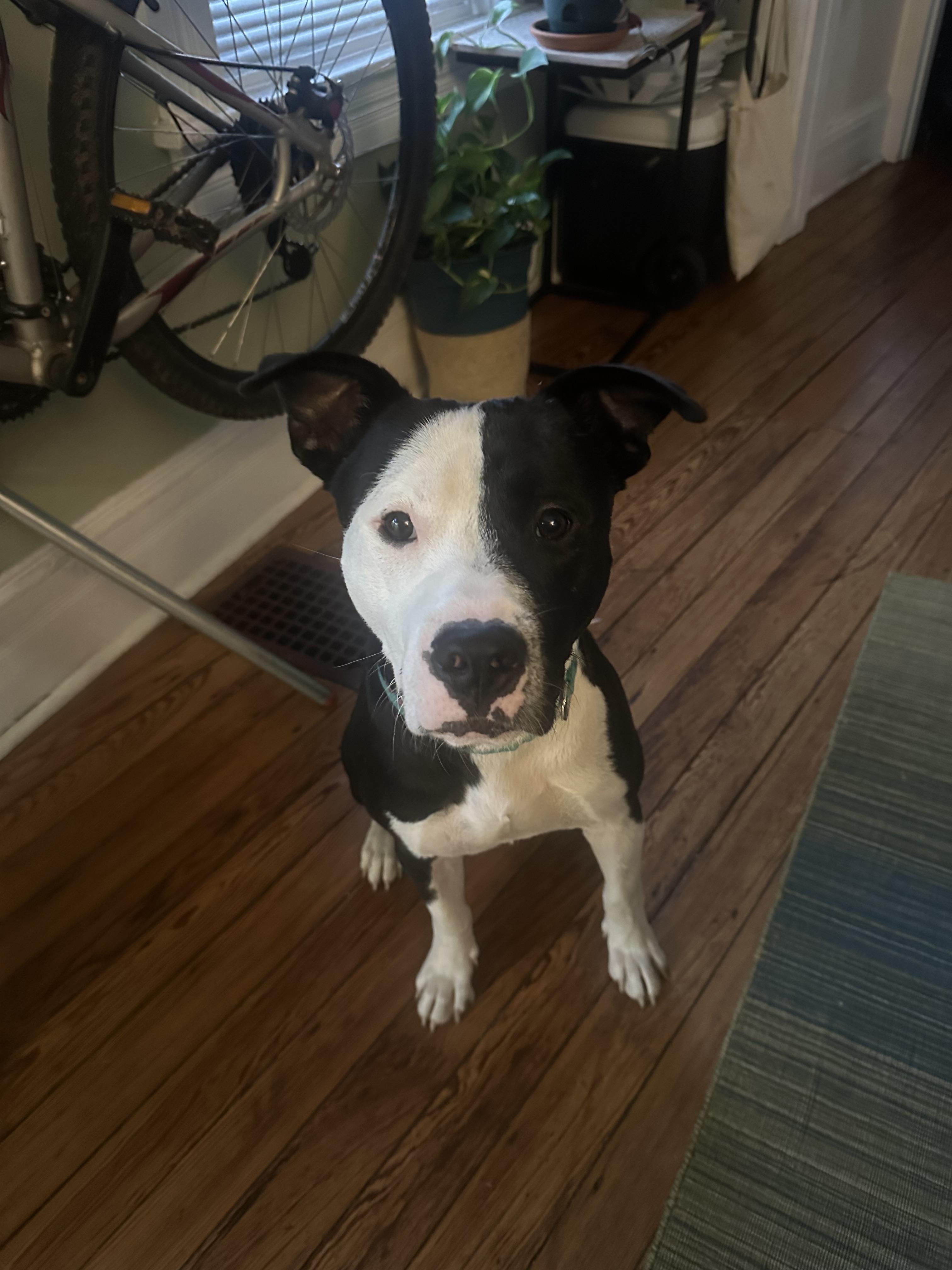 Enlarge Espiga, a Adopted mixed breed in Philadelphia, PA image 2/6