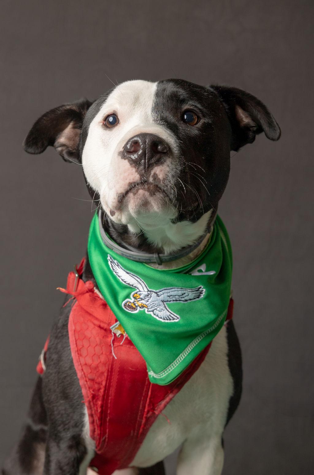 Enlarge Espiga, a Adopted mixed breed in Philadelphia, PA image 3/6