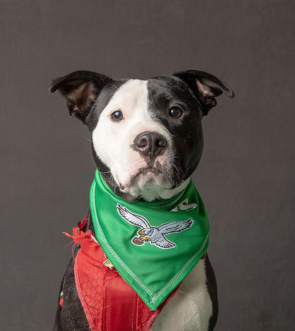 Enlarge Espiga, a Adopted mixed breed in Philadelphia, PA image 4/6