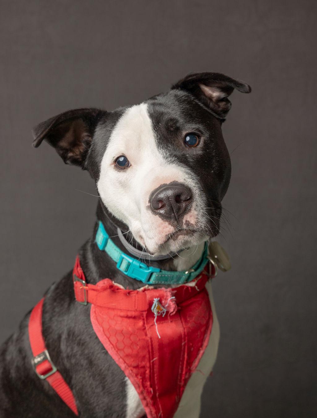 Enlarge Espiga, a Adopted mixed breed in Philadelphia, PA image 5/6