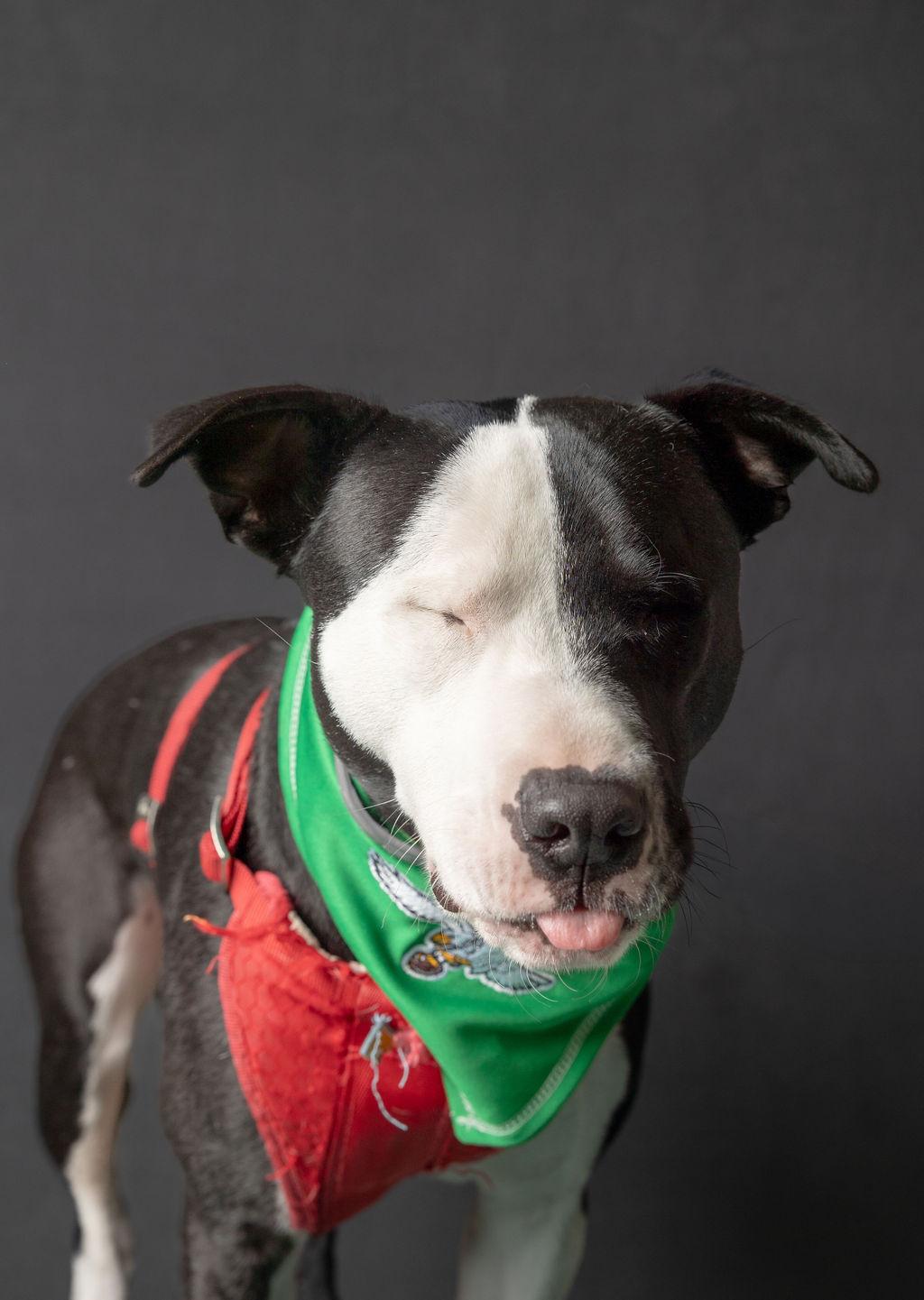 Enlarge Espiga, a Adopted mixed breed in Philadelphia, PA image 6/6