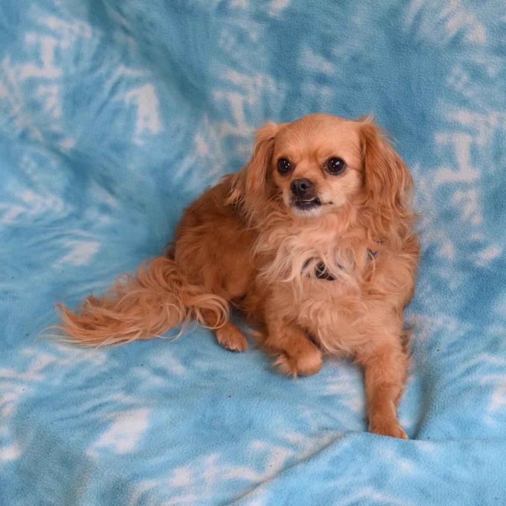 Elsa, Adoptable, Adult Female Chihuahua.