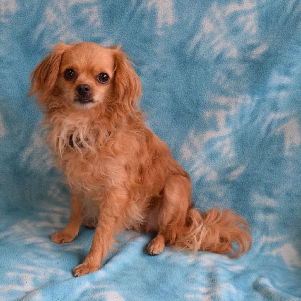 Enlarge Elsa, a Adoptable Chihuahua in Eureka, CA image 2/4