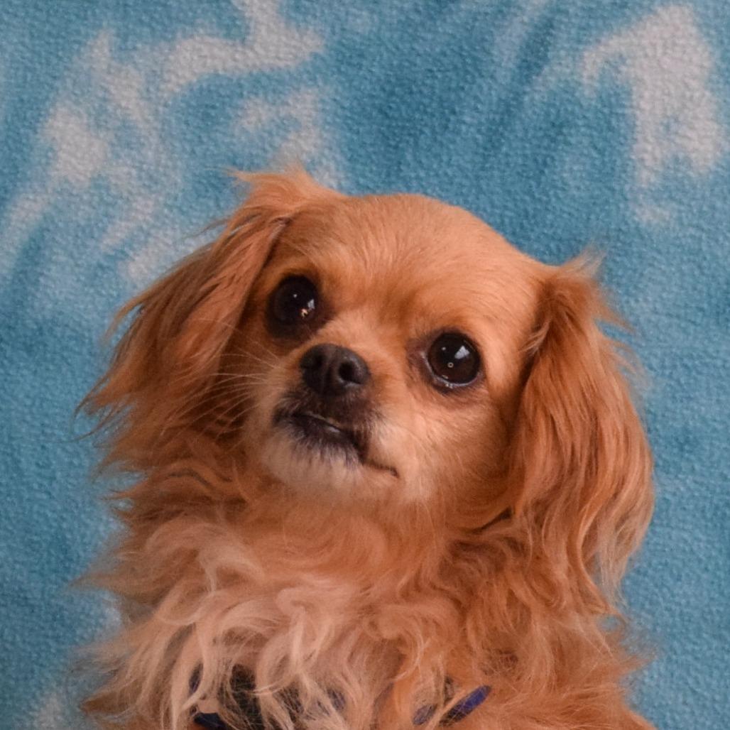 Enlarge Elsa, a Adoptable Chihuahua in Eureka, CA image 3/4