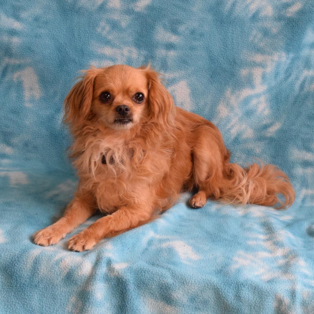 Enlarge Elsa, a Adoptable Chihuahua in Eureka, CA image 4/4